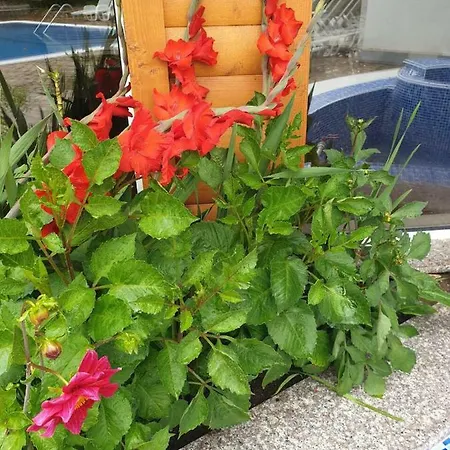 Guest house House Kubrat